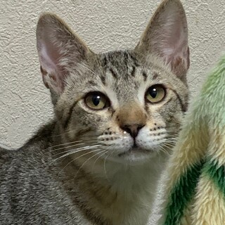 ずっとのお家を募集中