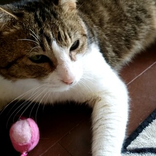 モフモフ＆超高音ボイスの大地くん