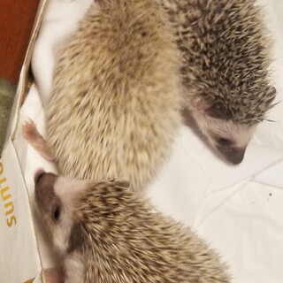 ハリネズミ　赤ちゃん