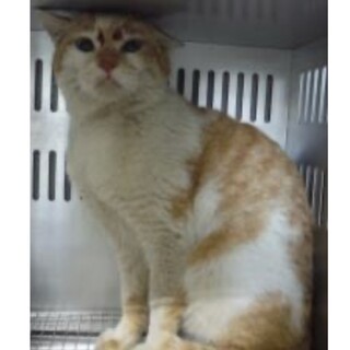 愛護団体より引出し完了。成猫　性別不明007