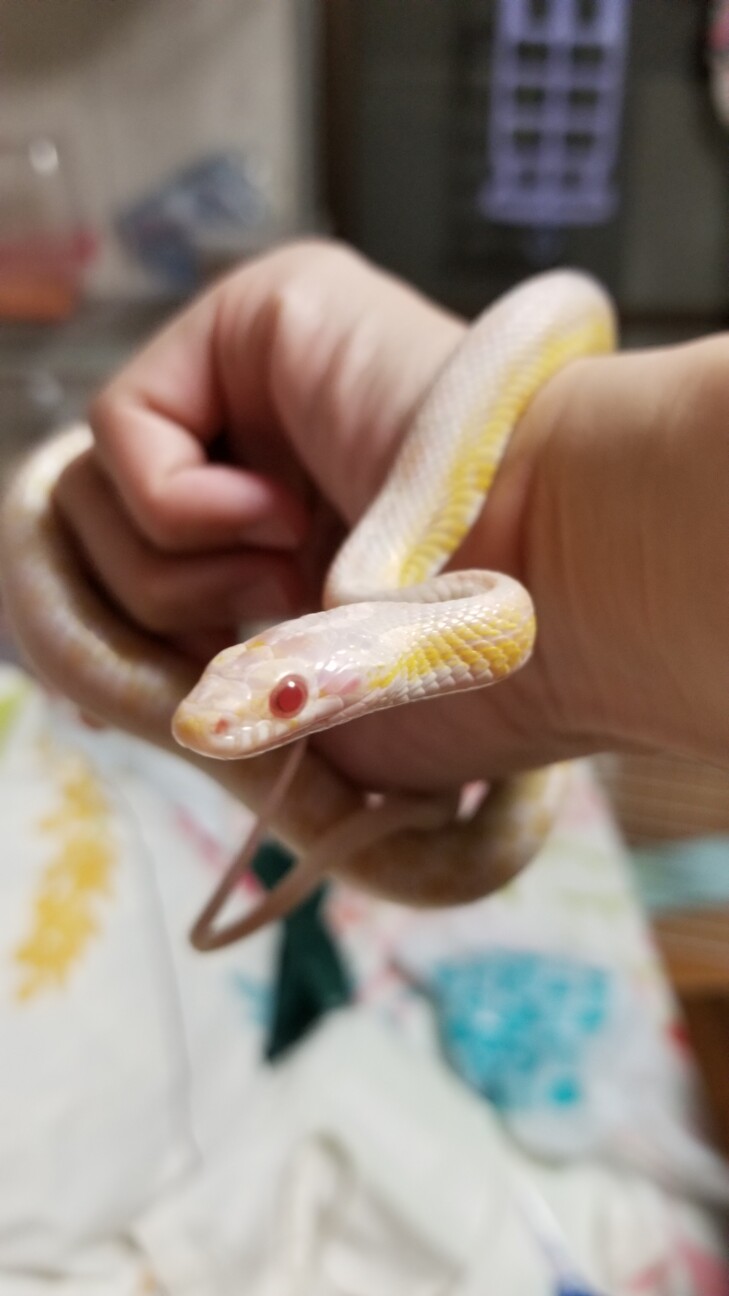 コーンスネーク スノー 徳島県 爬虫類 他の里親募集 ペットのおうち 月間利用者150万人 コーンスネーク スノー 徳島県 爬虫類 他の里親募集 ペットのおうち 月間利用者150万人