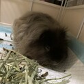 モルモットを引き取ってくださる方募集してます
