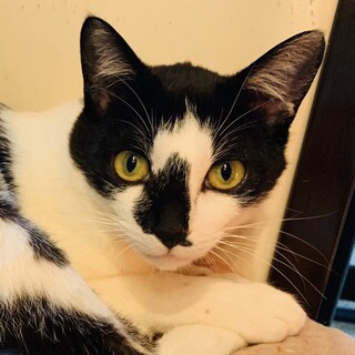 シロクロのコアラちゃん♂9ヶ月