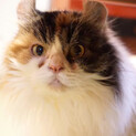 ふわふわ長毛三毛猫のカロンちゃん