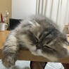 の写真