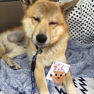 里親急募　3本脚の元気な幸多朗