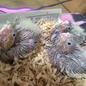 オカメインコの赤ちゃん！（父シナモン母ルチノー）