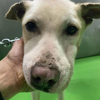 里親様決定しました✨ありがとうございました