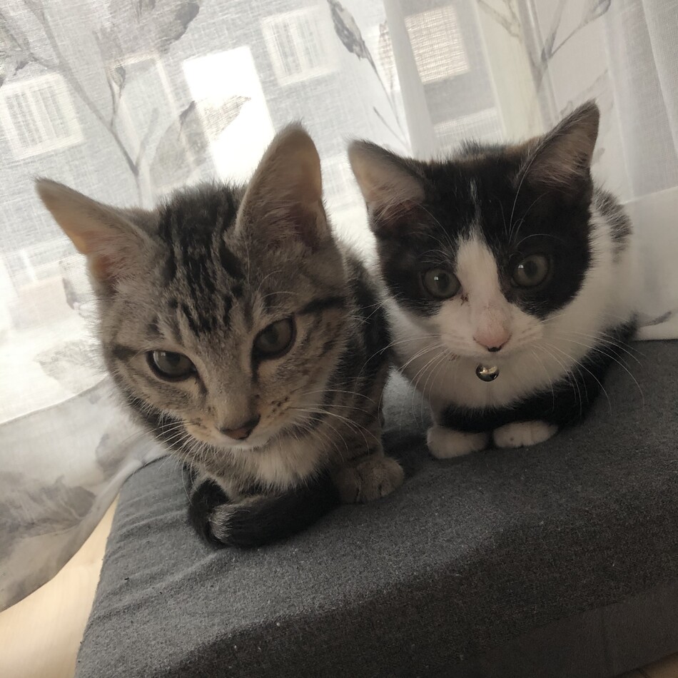 ヒョウとリンのカバー写真
