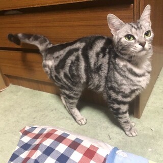 エマです、腕まくらで一緒に寝るのが大好き！