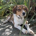 ビーグルmix レッサー♂