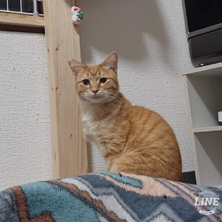  チャーくん、おめでとう  ！！