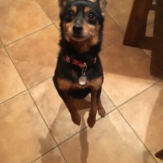 ポメラニアン×ミニピンMix＊ミミちゃん