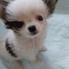 チワワ子犬＊ミル（水頭症） サムネイル2