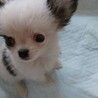チワワ子犬＊ミル（水頭症） サムネイル3