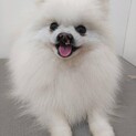 上顎がないポメラニアン女の子＊アモちゃん
