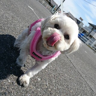 麗（れい）の家族を探しています