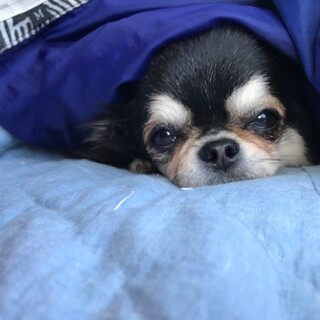 愛らしいチワワの女の子＊よわちゃん