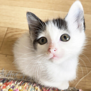 【前髪センター分け】可愛い白黒子猫◯うめこちゃん