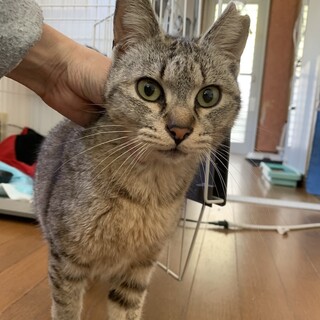 人懐こいキジトラあとらすちゃん