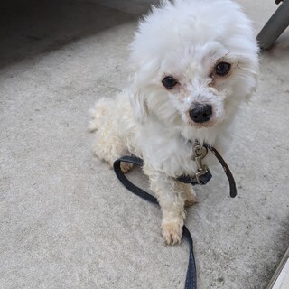 マルチーズ男の子