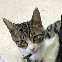 まろ