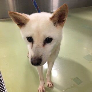 小さくて美人なゆりちゃん