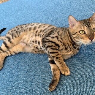 家族が出来ました♡【たいやきちゃん】