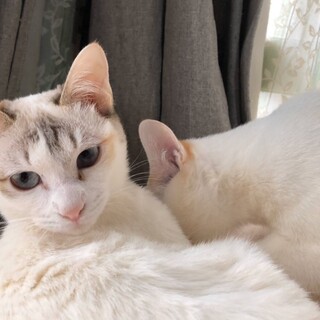 おもちゃで遊ぶのが大好きな女の子