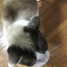 トドオヤジ