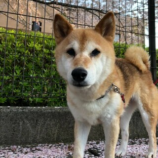 柴ミックス 癒し系のもん子お婆ちゃん