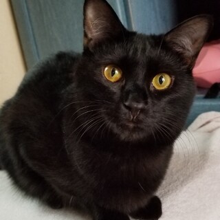 元気な黒猫の女の子。