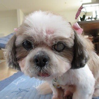 穏やかな性格のシーズー♀パールちゃん