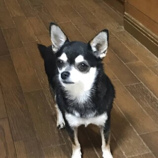 スムースチワワ女の子＊しもんちゃん