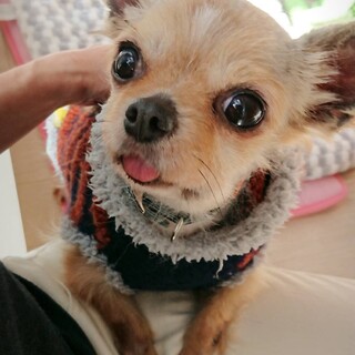 ヨークシャー・テリアMIX × 神奈川県が募集対象」保護犬の里親募集情報