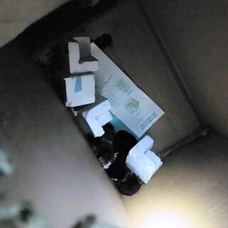 感謝、4匹、生まれたての子猫