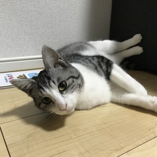 捨てられた子猫でした。アメショの可愛いメス猫です。