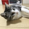 捨てられた子猫でした。アメショの可愛いメス猫です。 サムネイル2