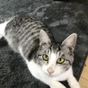 捨てられた子猫でした。アメショの可愛いメス猫です。 サムネイル3