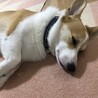 の写真