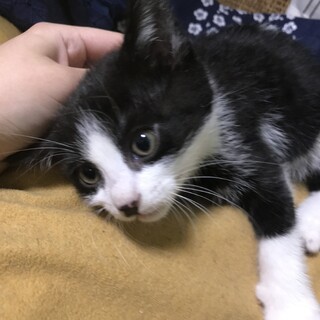 雑種　白黒ちゃん③【生後2ヶ月】