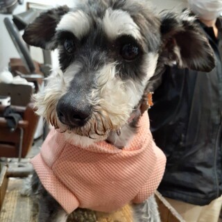 サンディ　ミニチュアシュナウザー