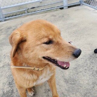 譲渡されました。