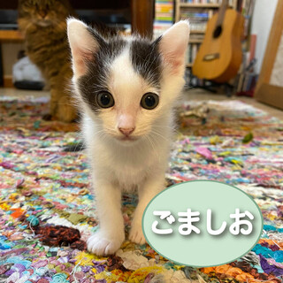 【前髪長めのセンター分け】白黒ブチのごましおくん