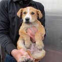 愛くるしい子犬たちを家族に迎えてください。