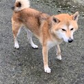 豆柴で大人しい男の子です。