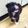 保健所救出犬！里親様緊急募集！！ サムネイル6