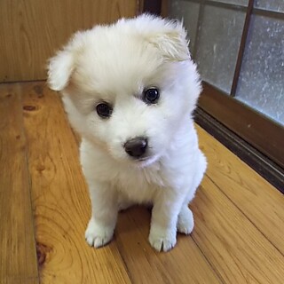 保健所救出犬！里親様緊急募集！！