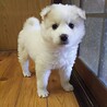 保健所救出犬！里親様緊急募集！！ サムネイル2