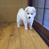 保健所救出犬！里親様緊急募集！！ サムネイル3